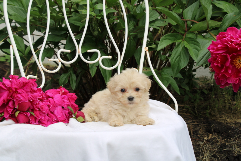 puppy, for, sale, Maltipoo, Matthew B. Stoltzfus, dog, breeder, Gap, PA, dog-breeder, puppy-for-sale, forsale, nearby, find, puppyfind, locator, puppylocator, aca